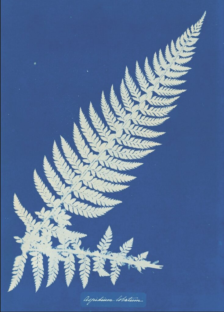 AnnaAtkins_Aspidium-Lobatium_MOMA